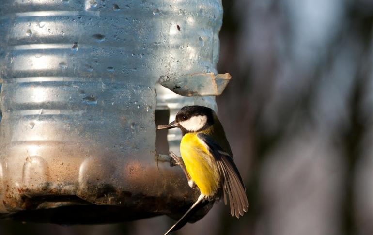 Kŕmidlo pre vtáky: nápady, ako si ho vyrobiť sami pomocou improvizovaných materiálov