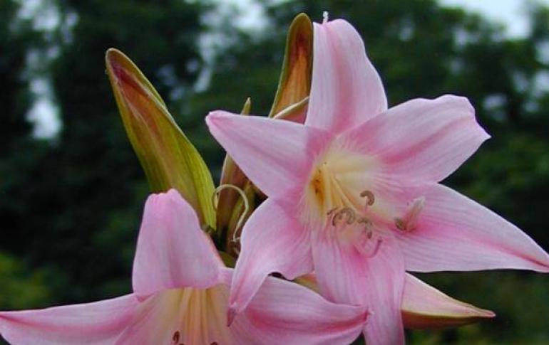Amaryllis: rules for growing and using in landscape design