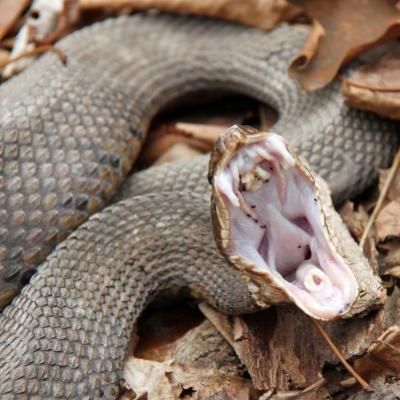 Навіщо сниться укус отруйної змії в ногу?