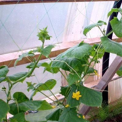 Harisnyakötőt várnak az uborkák Készülék uborkához a kertben a sajátjával