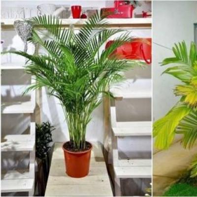 Areca palmiyesi: türleri, bakımı, üremesi