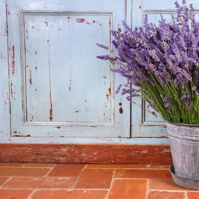 Lawenda: uprawa aromatycznej i leczniczej rośliny w Twoim letnim domku