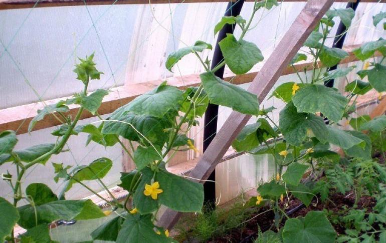 Краставиците чакат жартиера Устройство за краставици в градината със собствени