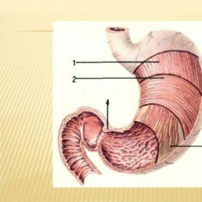 Способы лечения атонии желудка Лечение послеоперационной атонии желудка