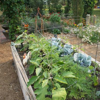 Zelenka i hagen - effektiv hjelp for gartneren Hvordan bruke strålende grønt i hagen
