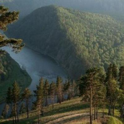Krasnoyarsk bölgesinin doğası, bitkileri ve hayvanları Krasnoyarsk bölgesinin florası