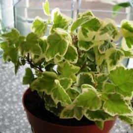 Indoor ivy Hedera erecta