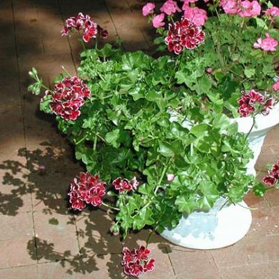 Ampelous pelargoniumin hoidon ja lisääntymisen ominaisuudet kotona Ampelous pelargonium kukan hoito