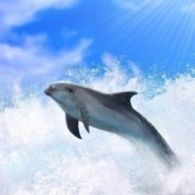 Hvorfor drømmer du om delfiner: skal du være glad eller trist?