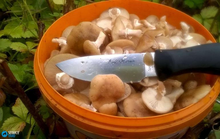 How to cook fried oyster mushrooms correctly and tasty. Do you need to peel oyster mushrooms before cooking?