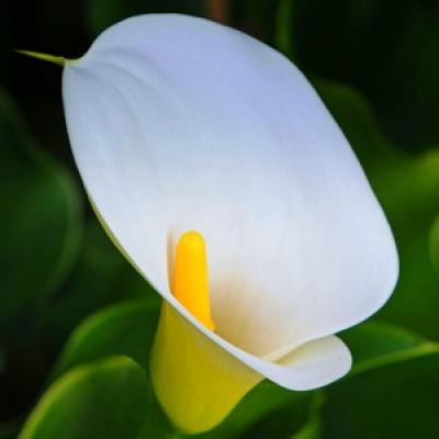 Hjemmelaget calla blomst: hvordan dyrke en plante hjemme