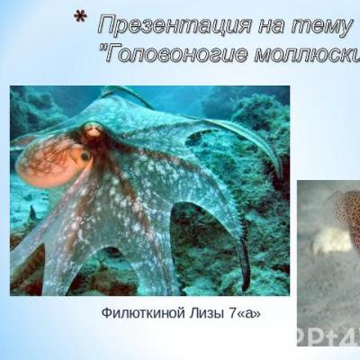 Open biology lesson “Octopus, squid, cuttlefish”